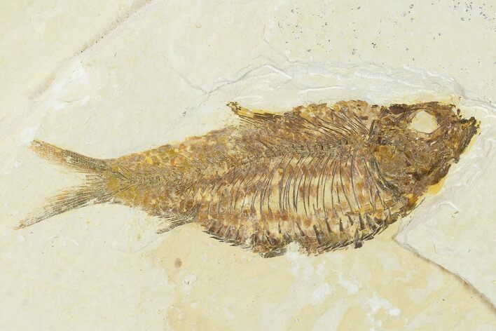 Detailed Fossil Fish (Knightia) - Wyoming #155474